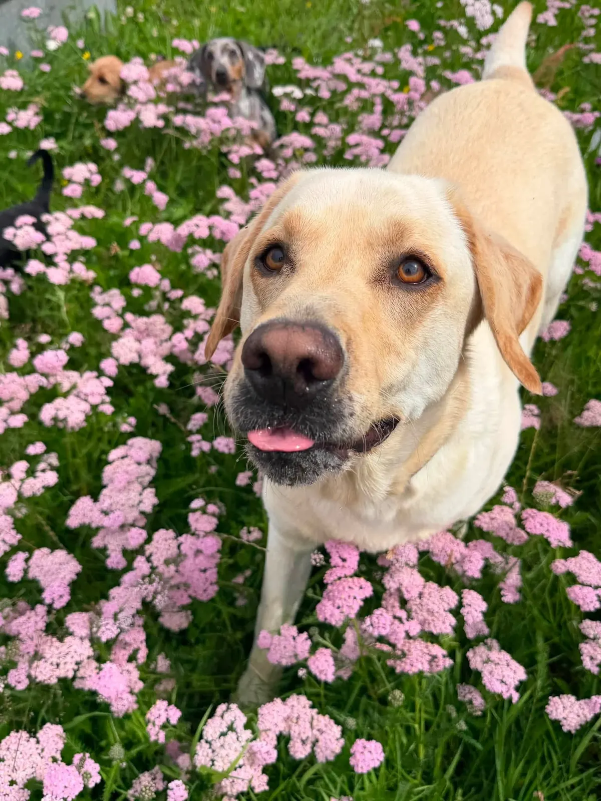 A labrador resting among the wildflowers