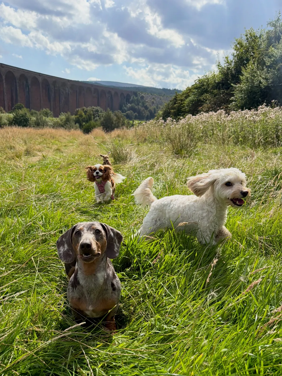 A group of dogs at Mary's Meadow with Culloden Viaduct behind