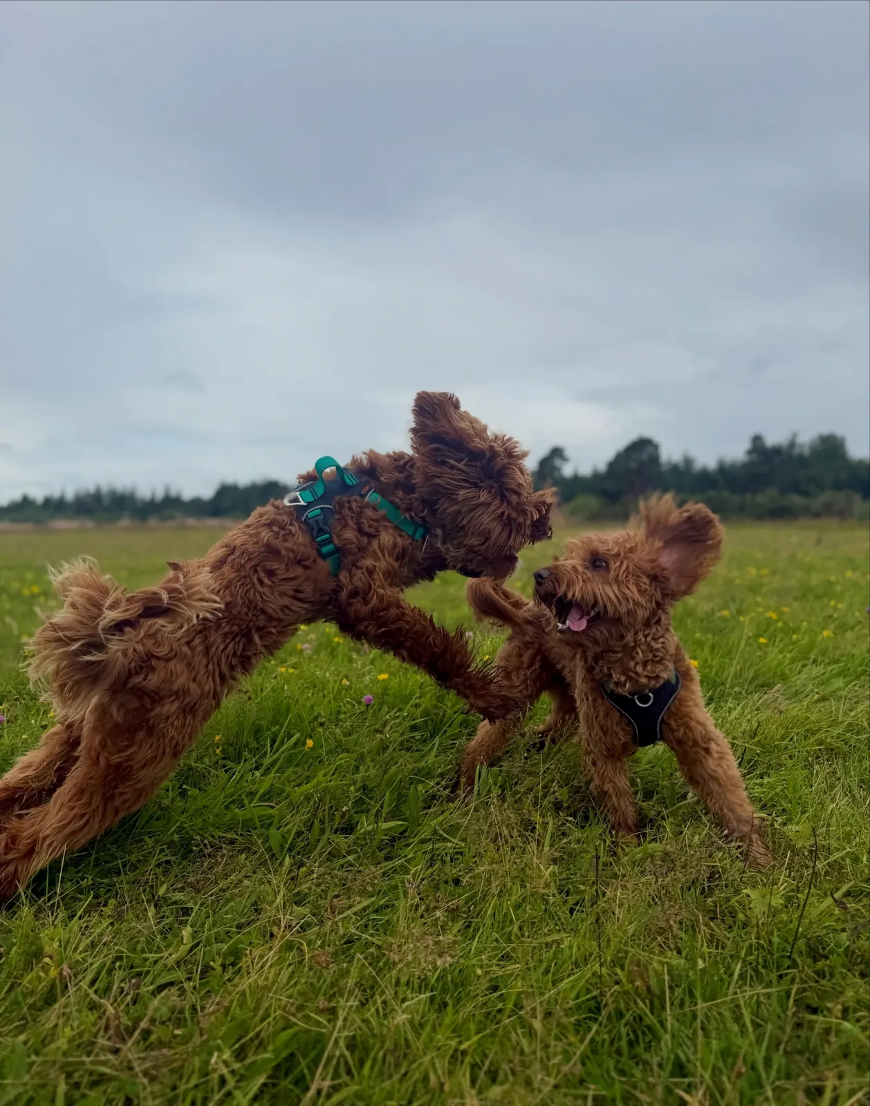 Two dogs leaping joyfully towards each other at Mary's Meadow