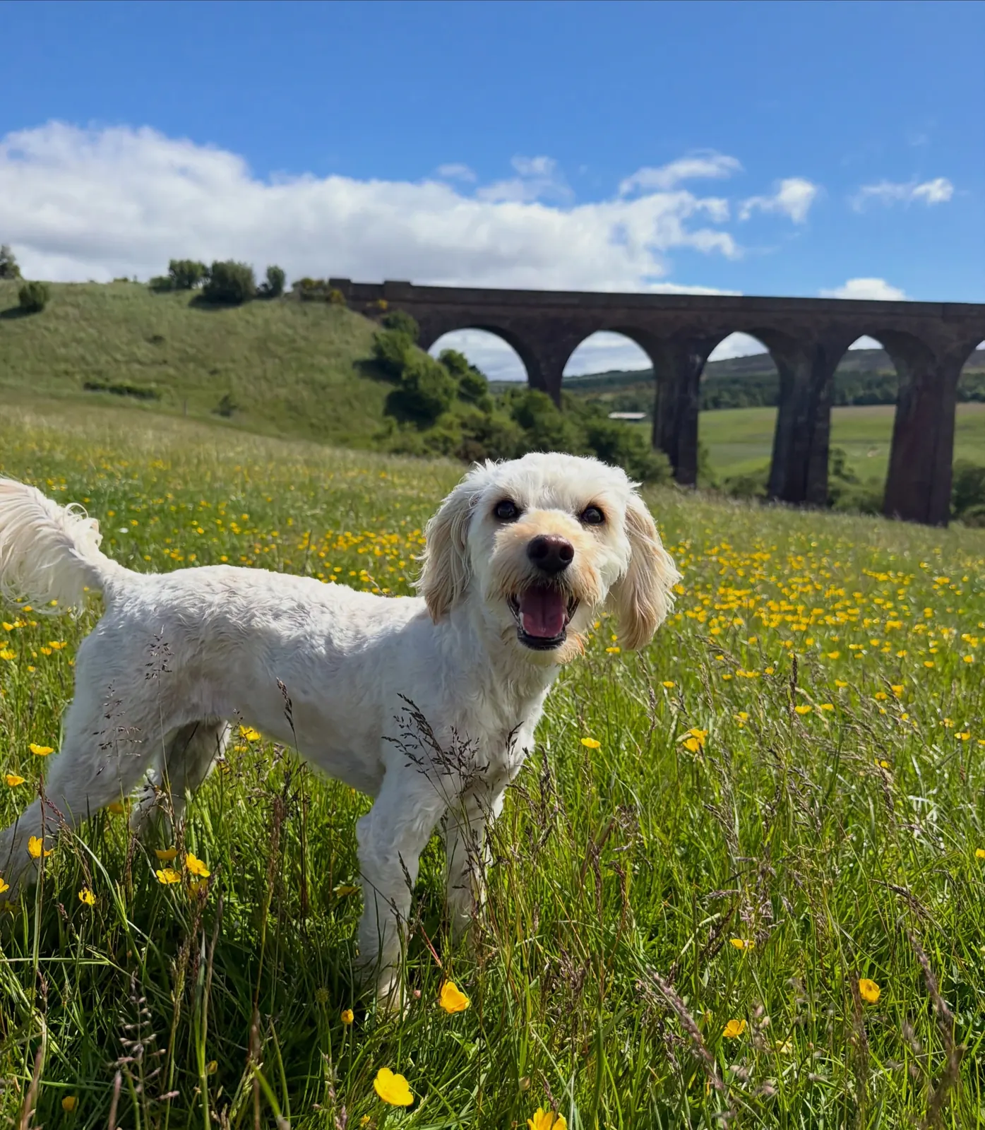A happy white cockapoo in the buttercups at Mary's Meadow with Culloden Viaduct behind